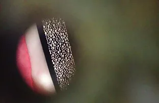 فيديو مجاني سمكة تجسس 11