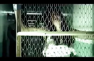 فيديو مجاني سوط ظهر المرأة ممنوع لشركات